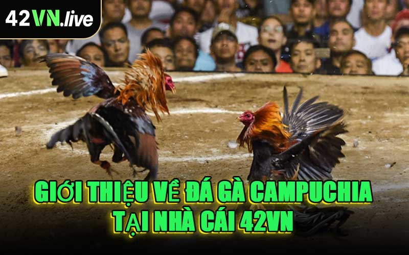 Giới Thiệu Về Đá Gà Campuchia Tại Nhà Cái 42VN
