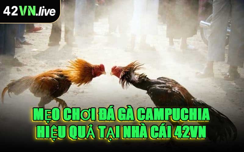 Mẹo Chơi Đá Gà Campuchia Hiệu Quả Tại Nhà Cái 42VN